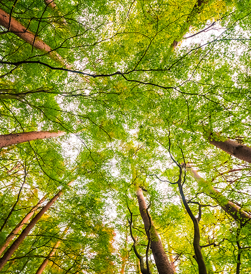 bg https://ktq.vn/image/cache/catalog/home/beautiful-landscape-big-tree-forest-with-low-angel-view-s-512x559.png